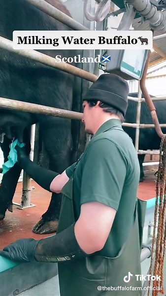 Exploring Water Buffalo Milking on a Scottish Farm