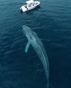 3.1K views · 152 reactions | How amazing are Blue Whales?! This video wasn't taken in Geographe Bay but how amazing that they are sighted here from September - December each year, absolutely incredible! #dunsborough #busselton #margaretrriverregion #whalewatching #westernaustralia #justanotherdayinwa #naturalistecharters #bluewhales | Naturaliste Charters Whale Watching | Facebook