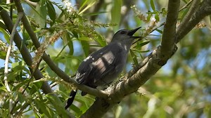 Gray Catbird Song! The song of the Gray Catbird is quite varied! I did not capture any meowing from this catbird though :) Video shot at Wolf Lake State Fish Hatchery, Mattawan, Michigan. (Sorry for the movement of the camera, I didn't have my tripod!) #birds #birdwatching #catbird #nature #wildlife #birdvideo #nikoncoolpixp1000 | The Bird Perch