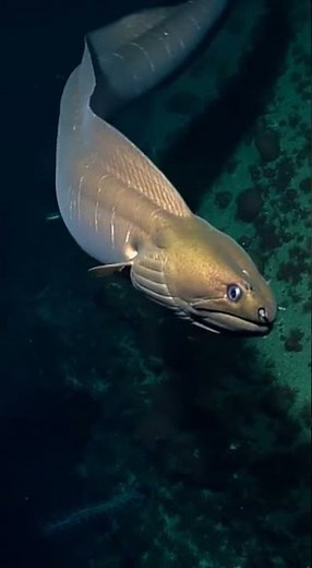 The Mysterious Eel: Real-Life Deep Ocean Predator Explained