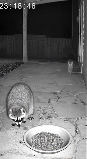 Raccoon vs Cat: Epic Backyard Battle!