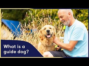 What is a Guide Dog?