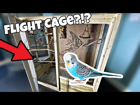 DIY Budgie Cage (Budgie Flight Cage | Parakeet)