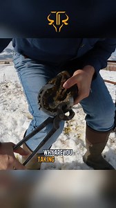23 reactions |  Horse Hacks: Why You Don't ALWAYS Need to Pull Nails!  #horsehacks #didyouknow #hacks #horsecare #horses #horseranch #montanahorseranch #viralnow #trinityvandenacre #lifeinthewest #montanarancher #viralnow #cowboy #rancherlife #interesting | Life in the West | Facebook