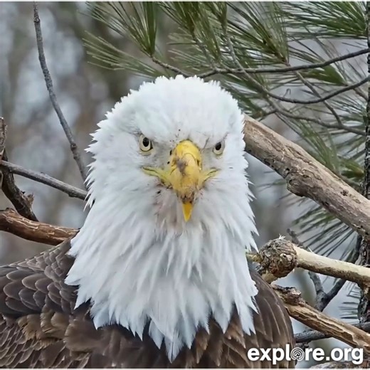 The Trempealeaus are ready for their close-up. Have you seen this new addition to our eagle cam fam? This young couple has a prime river view and their nest is about ready for some eggs. | explore.org
