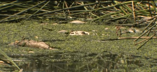 Officials investigate mass fish die-off in Laguna Niguel Regional Park