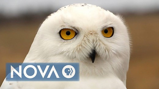 When snowy owls land at Boston’s Logan Airport, Norman Smith gives the birds a one-way flight out. | NOVA l PBS