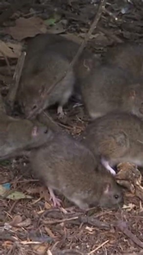 Are rat populations 🐀😱 getting out of control?