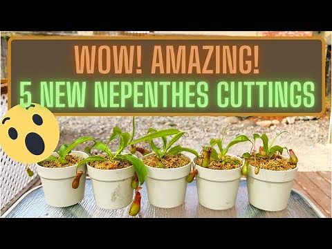 Separating & Repotting Nepenthes Ventrata Basal Shoot Cuttings - Propagate Pitcher Plants W/Cuttings