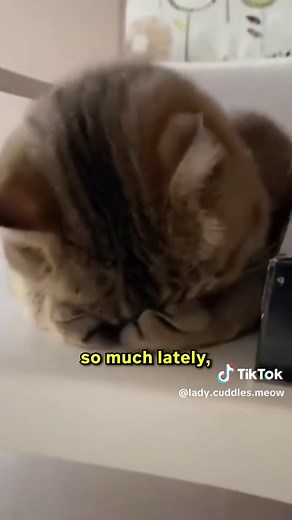 Lady Cuddles Meow on TikTok