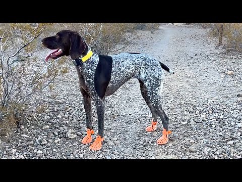 Dogs First Hike With Dog Booties | German Shorthaired Pointer | GSP Dog