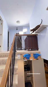 Walking on the railing 😺 #rajaanddavid | Raja and David