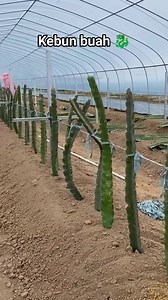 Kebun buah naga keren. | Petani MASA GINI