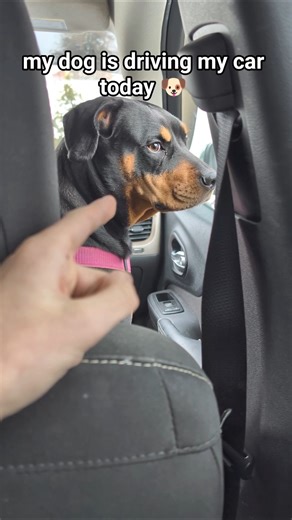 dog driving 🐶 #funny