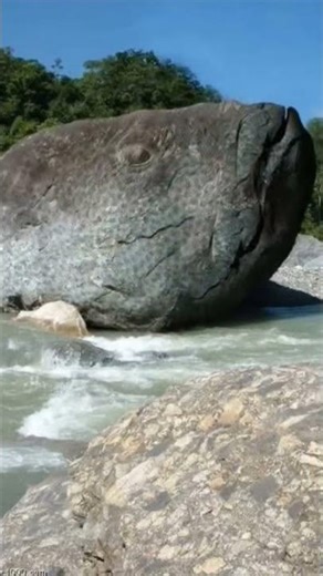 Frozen in Stone: The Real History Behind Petrified Creatures!