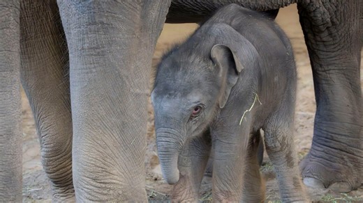 Asian elephant Rose-Tu gives birth to baby calf at Oregon Zoo