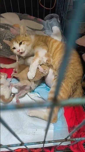 🐱💔 Exhausted Mama Cat Feeding Her Hungry Kittens | A Mother's Endless Love 🍼✨