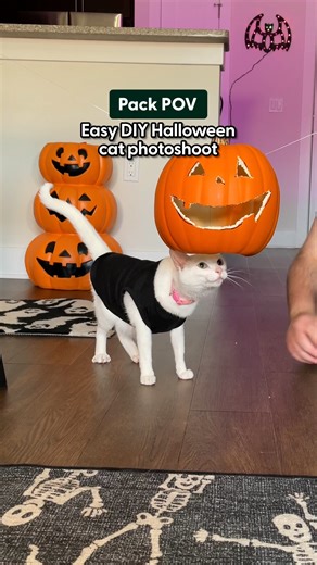 The Pack | Want the perfect Halloween cat photo? Try this treat-powered trick 👀🎃 “If your cat’s not into costumes, make the pumpkin float and hide a... | Instagram