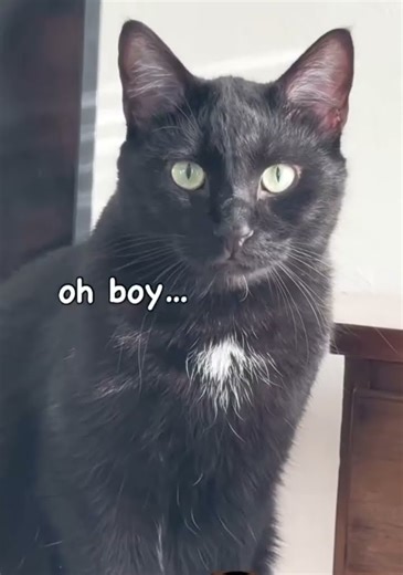 so cute talking cat tells you a message #cat #cutecat #fyp