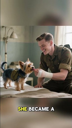 The Tiny Dog Who Became a WWII Hero | The Story of Smoky the Yorkshire Terrier