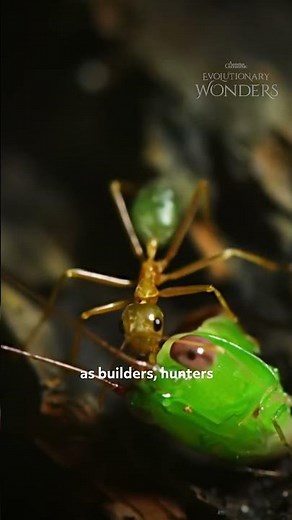 How does a green ant colony function?