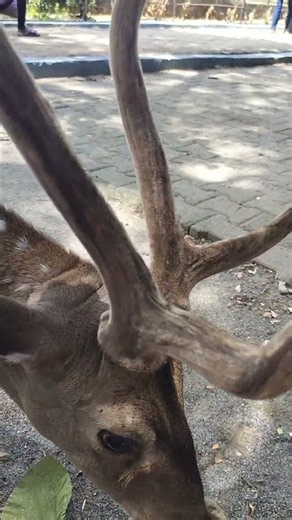 Smart Deer Eating Foods From my hand | Feading Deer | Real Wonders