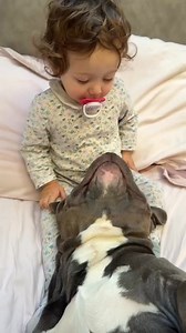 1K views · 91 reactions | BYE 2024  2025 COMING SOON 蘿❤️ . . #Goodbye2024 #fundog #baby #doggo #doglovers #viral #dog #funny #fypage #bullyuk #fypシ #cutedog #bully #reels #MASSIeMINO #fyp #puppy #americanbully #babygirl #foryou | G00D View | Facebook