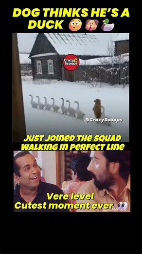 Dog Joins Ducks Like One of Them?! 😳 Cutest Viral Moment #trending #memes #shorts #new #funny #viral