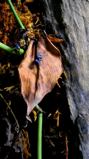 67K views · 1.3K reactions | The most beautiful ants I've ever seen  #AntsCanada #ACfamily #antloveforever | AntsCanada | Facebook