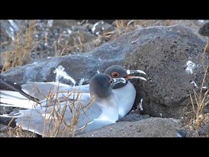 Swallow-tailed Gulls, North Seymour, Galápagos Islands