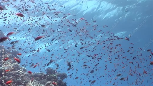 Witness a mesmerizing underwater ballet as thousands of tiny reddish-orange fish flow gracefully, creating a living current beside an intricate coral reef under sun-drenched waters.
