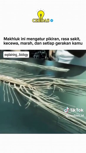 Pembelajaran Sistem Saraf: Penghubung Antara Tubuh dan Otak