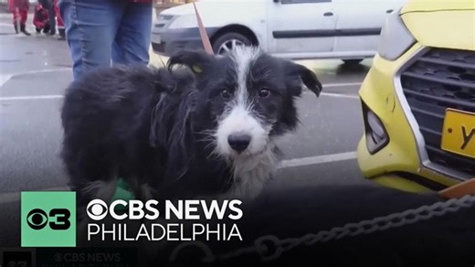 How much does your dog really understand you? | Haystack News