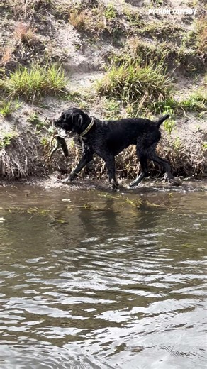 Otto always loved to give them a little talking to before he made the catch. He’d let that iguana know what was coming, then seal the deal. | Python Cowboy Hunts