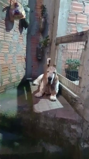 basset hound #beagle