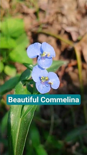 Beautiful Commelina || #flowers #trending #happy #nature #shortvideo #love