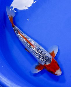Asagi Koi Fish as found on Next Day Koi
