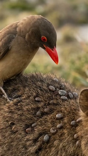 Huge Tick Removal on Quokka! 🦘