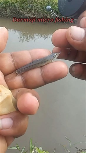 Mancing Uceng Pakai Kail Neo Carbon 0,5 Umpan Go Potato 80 #ramadanwithyoutube