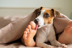 Does your dog lick your feet? Here's what it means, according to a vet - Netmums
