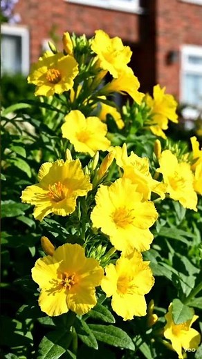 🌼☀️ Sundrop – The Sunny Yellow Wildflower You Need to Know