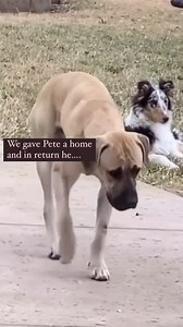 So much more than just a dog… #dog #ranchlife #straydog #animalrescue #animals | Paige Murray’s Boots & Biscuits