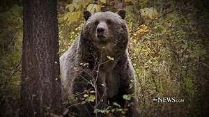 GRIZZLY BEAR ATTACKS: Three hunters were injured in two grizzly bear attacks in the same area in the Montana mountains, with authorities still uncertain whether the same bear is to blame. David Muir reports. https://abcn.ws/30vddEt | ABC World News Tonight with David Muir