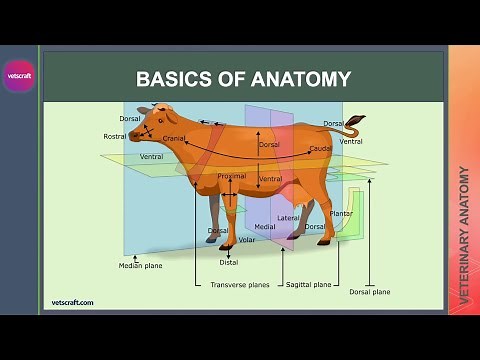 Basics of Veterinary Anatomy | Vetscraft