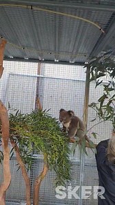 59K views · 10K reactions | We might have to re-name Topaz  Jumping Jack after this outstanding display of acrobatics 露‍♀️. This has to be a record number of jumps in under a minute  and that one half way through  is mighty impressive! Never a dull moment in the koala kindy that's for sure 藍. | Southern Koala and Echidna Rescue Ltd | Facebook
