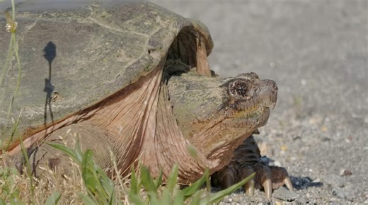 Watch what happens when a turtle retreats into its shell under attack
