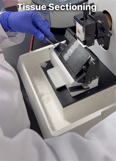 Tissue Sectioning in Histology: Precision Matters | Ishwani Vaddoriya posted on the topic | LinkedIn