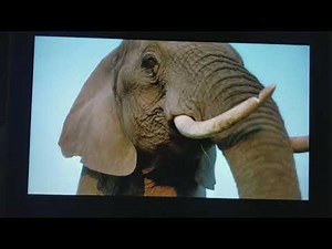 Disney Whispers an Elephants Tale (Part 7)