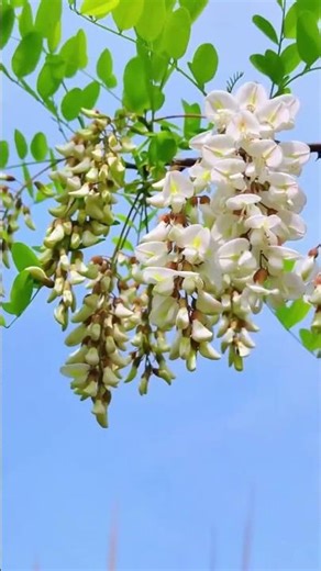 Reviving Spring: The Timeless Story of an Ancient Tree