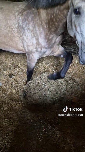 Ensure Your Horse's Safety with Smart Camera Solutions